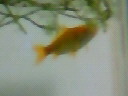 ファイル名: NEC0069.jpg
ファイルサイズ: 6.4KB 金魚