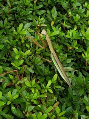 ファイル名: 20190907131121.jpg
ファイルサイズ: 34.2KB 20190907131121